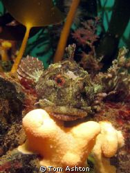 A friendly scorpion fish at Nestends gully, Eyemouth.
Ca... by Tom Ashton 